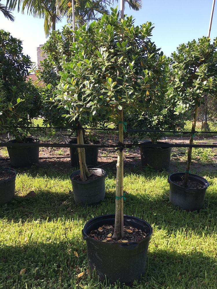 ficus-microcarpa-green-island-ficus-green-island