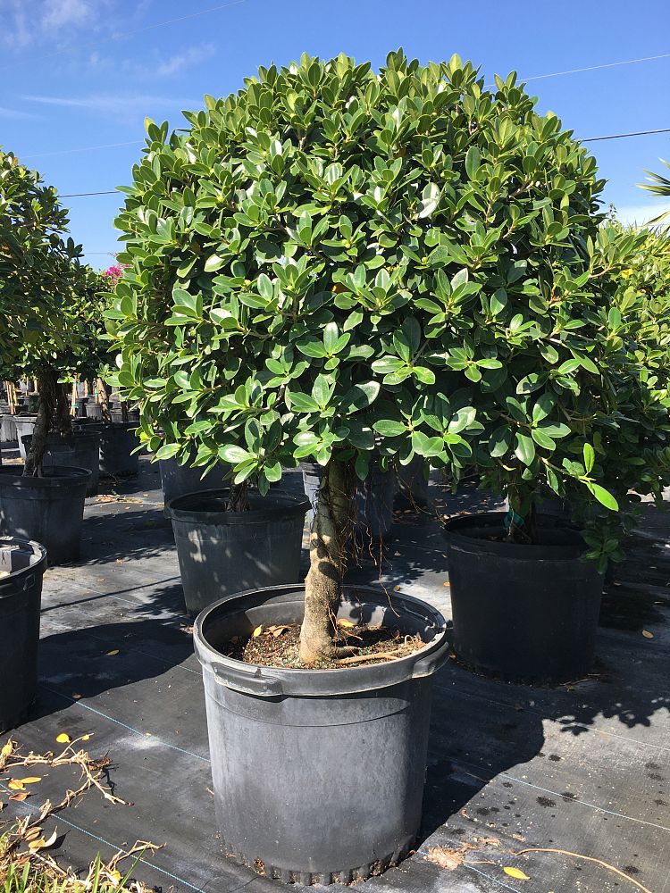 ficus-microcarpa-green-island-ficus-green-island
