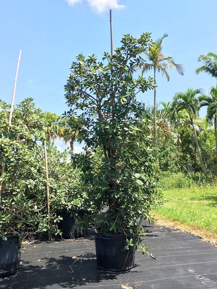ficus-microcarpa-green-island-ficus-green-island