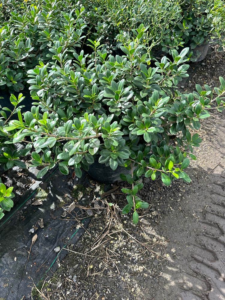ficus-microcarpa-green-island-ficus-green-island