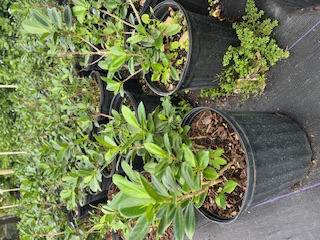 ficus-microcarpa-green-island-ficus-green-island