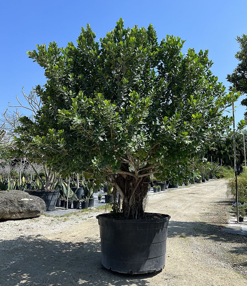 ficus-microcarpa-green-island-ficus-green-island