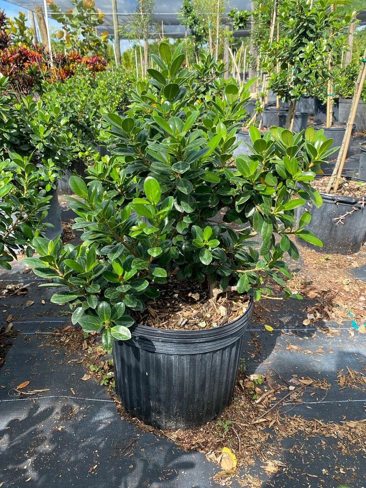ficus-microcarpa-green-island-ficus-green-island