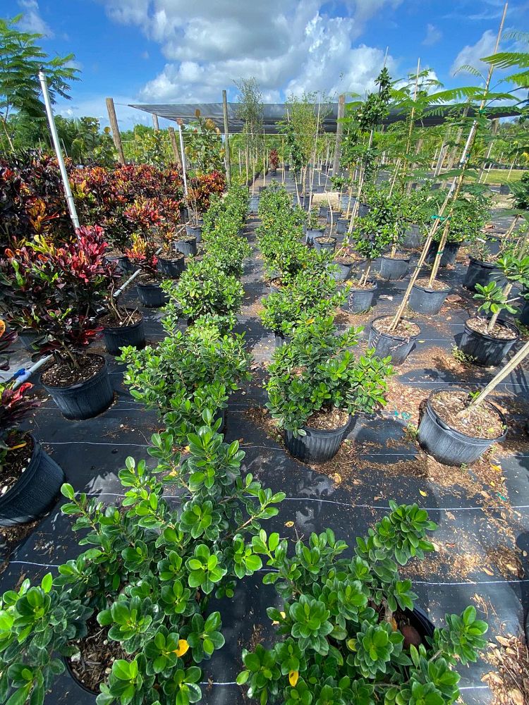 ficus-microcarpa-green-island-ficus-green-island