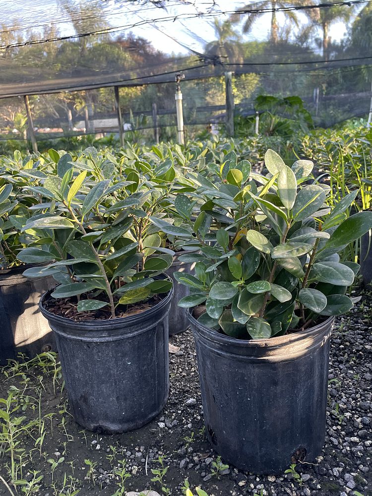ficus-microcarpa-green-island-ficus-green-island