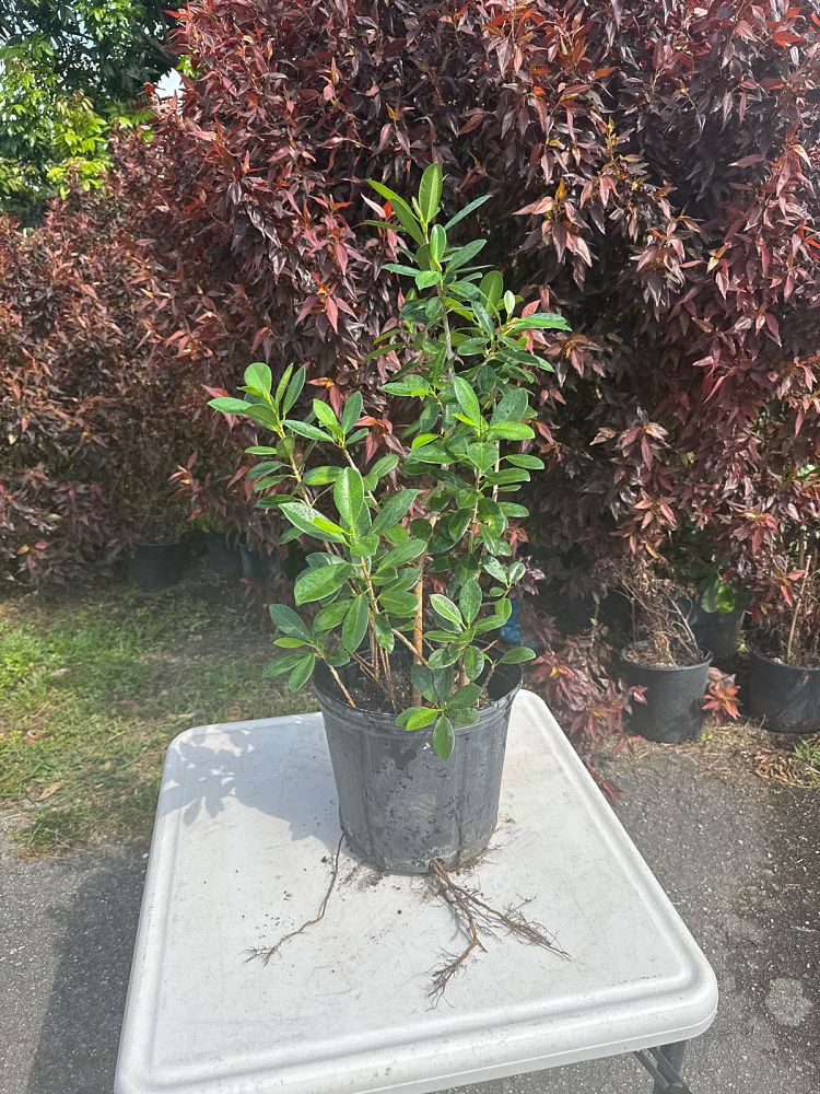 ficus-microcarpa-green-island-ficus-green-island