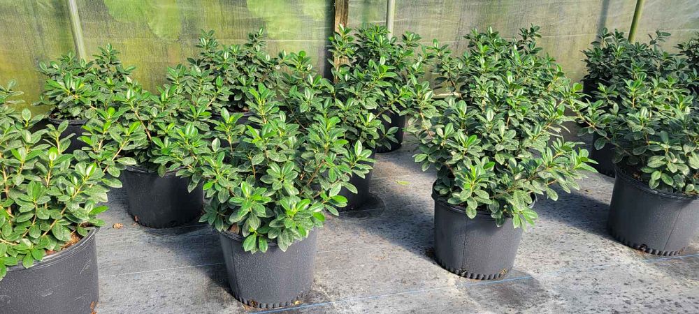 ficus-microcarpa-green-island-ficus-green-island