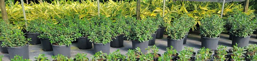 ficus-microcarpa-green-island-ficus-green-island