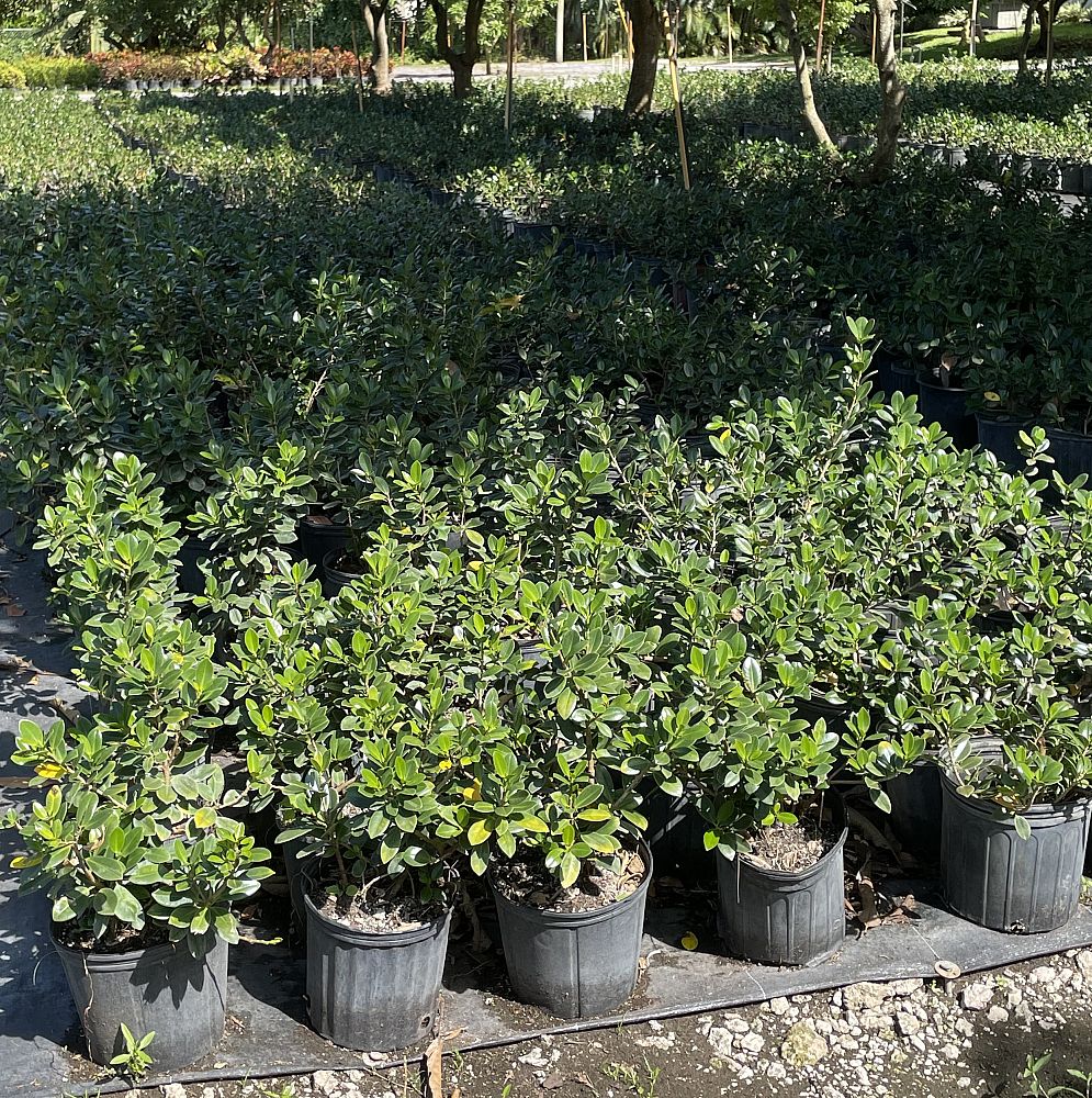 ficus-microcarpa-green-island-ficus-green-island