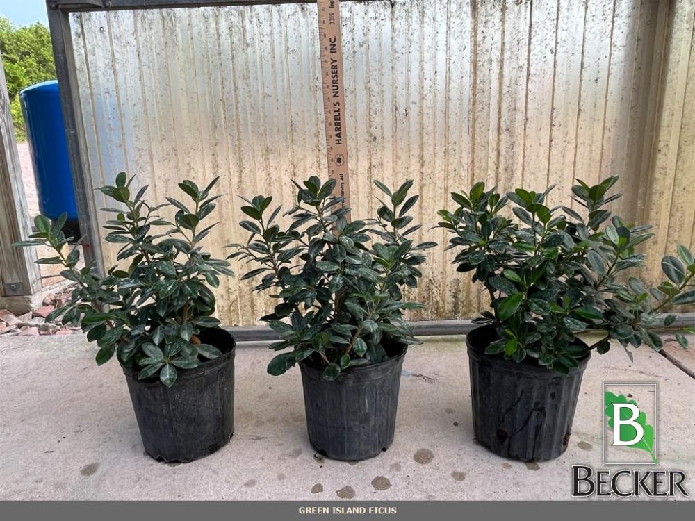 ficus-microcarpa-green-island-ficus-green-island