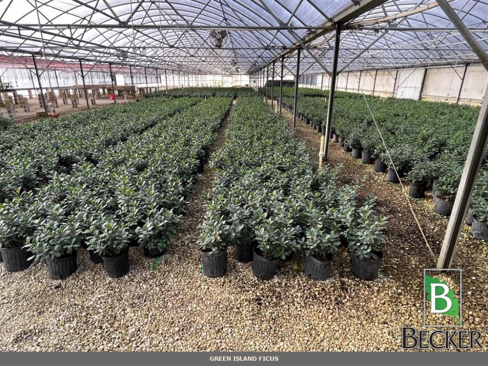 ficus-microcarpa-green-island-ficus-green-island