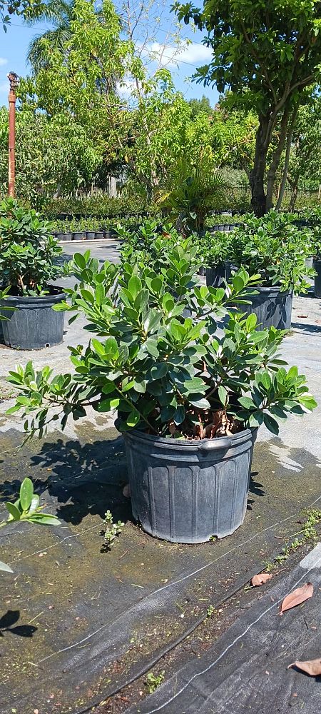 ficus-microcarpa-green-island-ficus-green-island