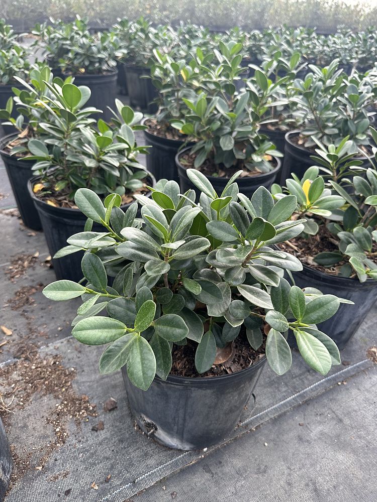 ficus-microcarpa-green-island-ficus-green-island