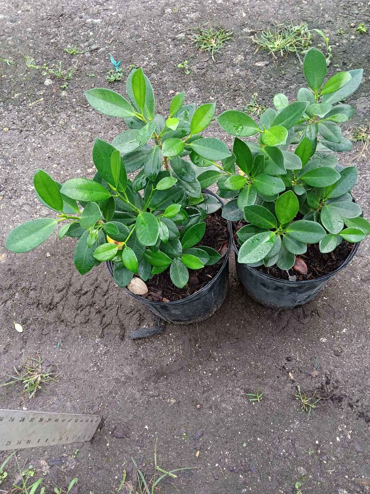 ficus-microcarpa-green-island-ficus-green-island