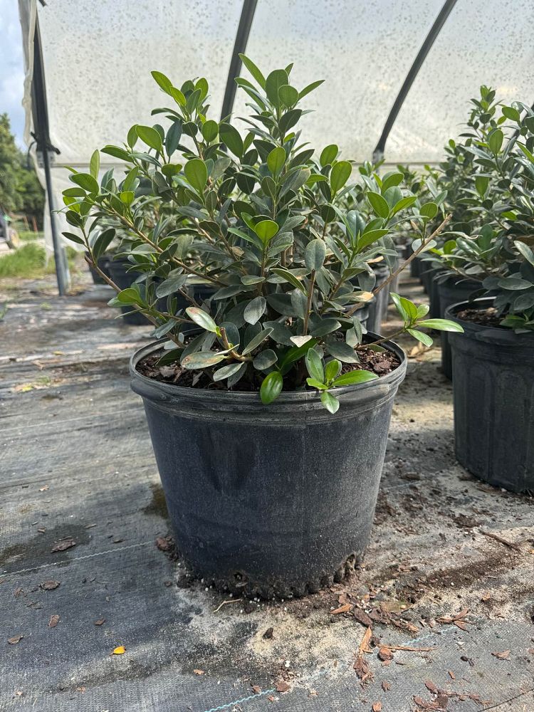 ficus-microcarpa-green-island-ficus-green-island