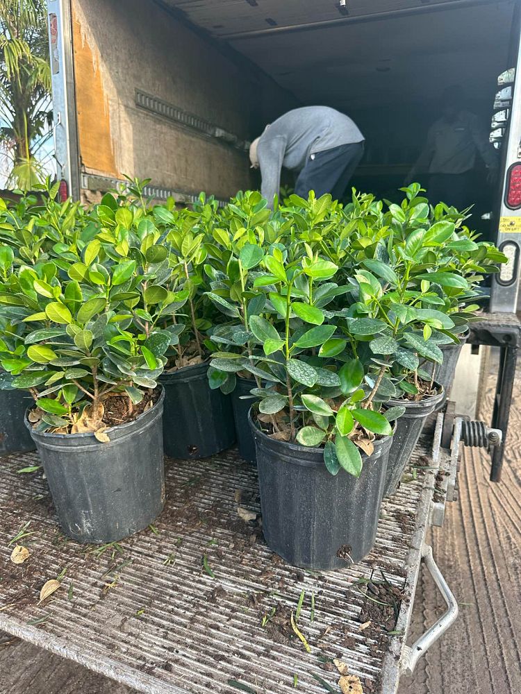 ficus-microcarpa-green-island-ficus-green-island