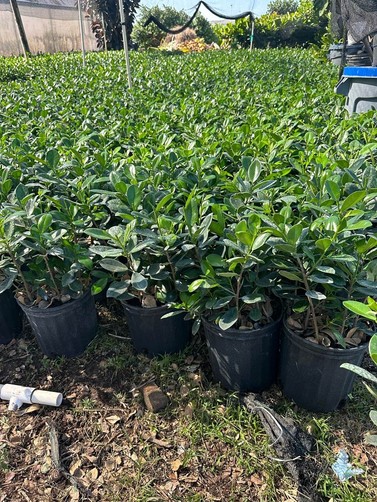 ficus-microcarpa-green-island-ficus-green-island