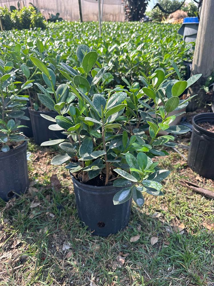 ficus-microcarpa-green-island-ficus-green-island