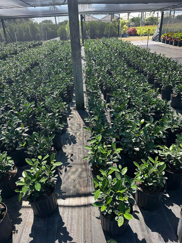 ficus-microcarpa-green-island-ficus-green-island