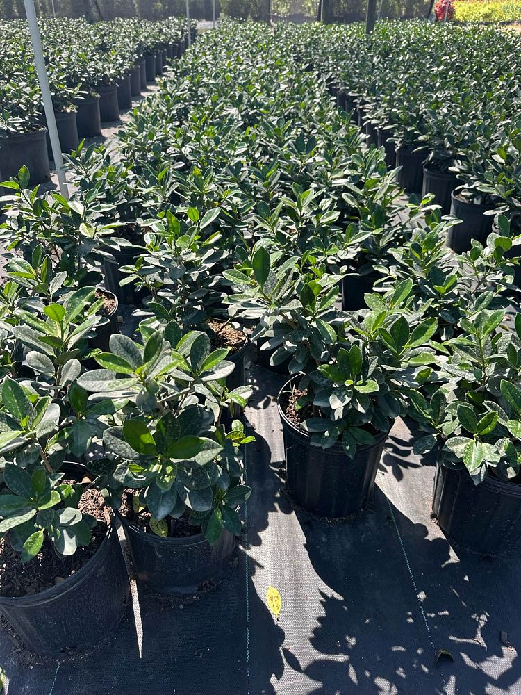 ficus-microcarpa-green-island-ficus-green-island