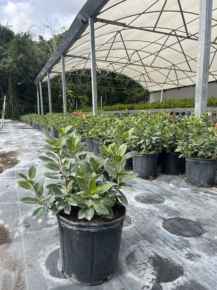 ficus-microcarpa-green-island-ficus-green-island