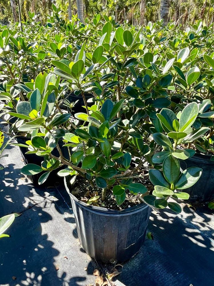 ficus-microcarpa-green-island-ficus-green-island