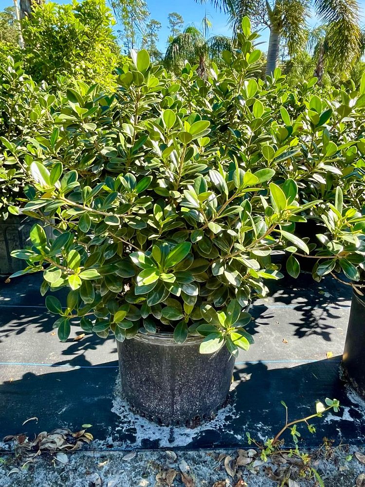 ficus-microcarpa-green-island-ficus-green-island