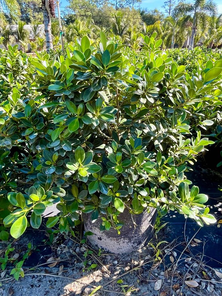 ficus-microcarpa-green-island-ficus-green-island