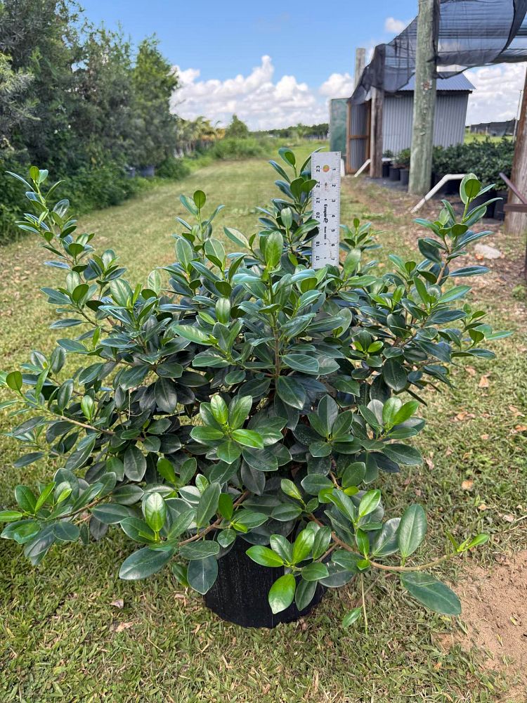 ficus-microcarpa-green-island-ficus-green-island