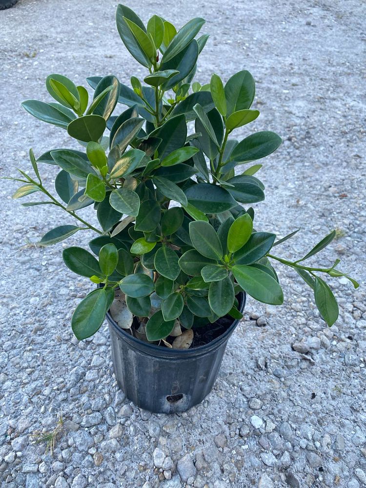 ficus-microcarpa-green-island-ficus-green-island