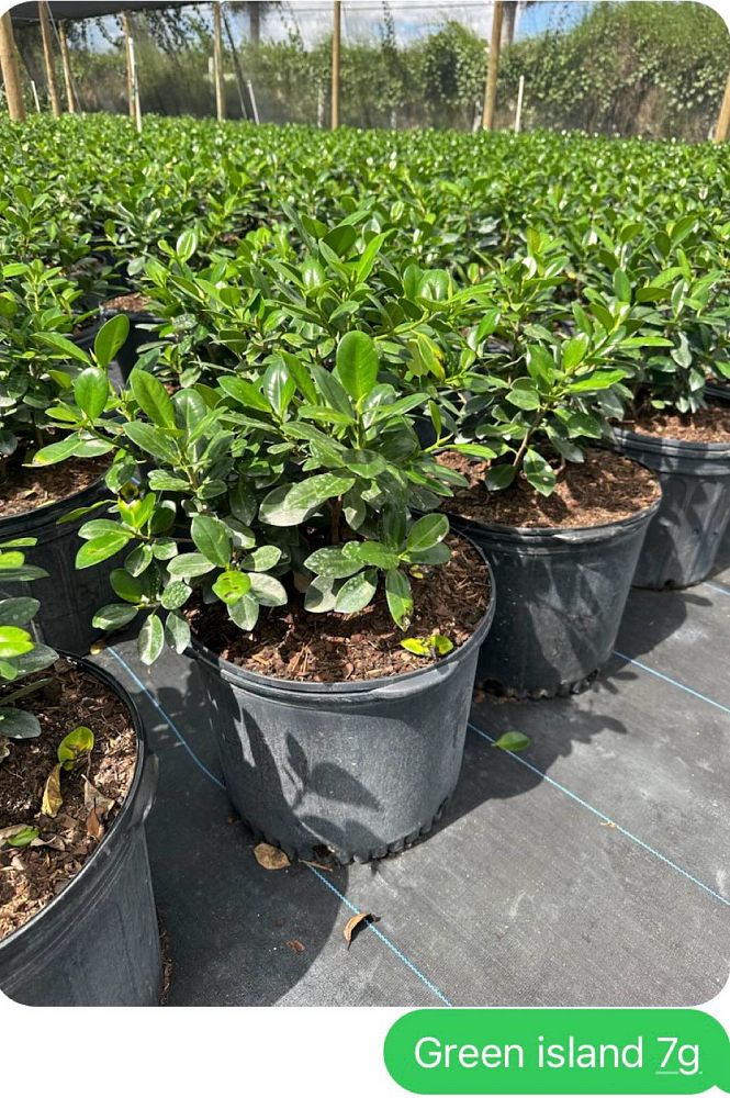 ficus-microcarpa-green-island-ficus-green-island