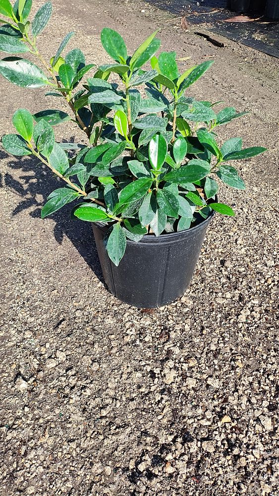 ficus-microcarpa-green-island-ficus-green-island