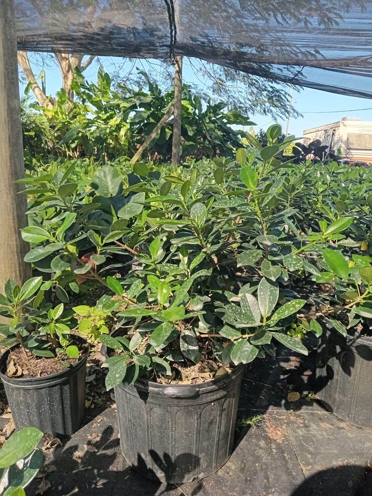 ficus-microcarpa-green-island-ficus-green-island