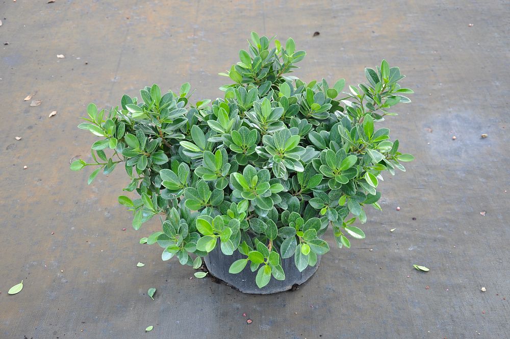 ficus-microcarpa-green-island-ficus-green-island