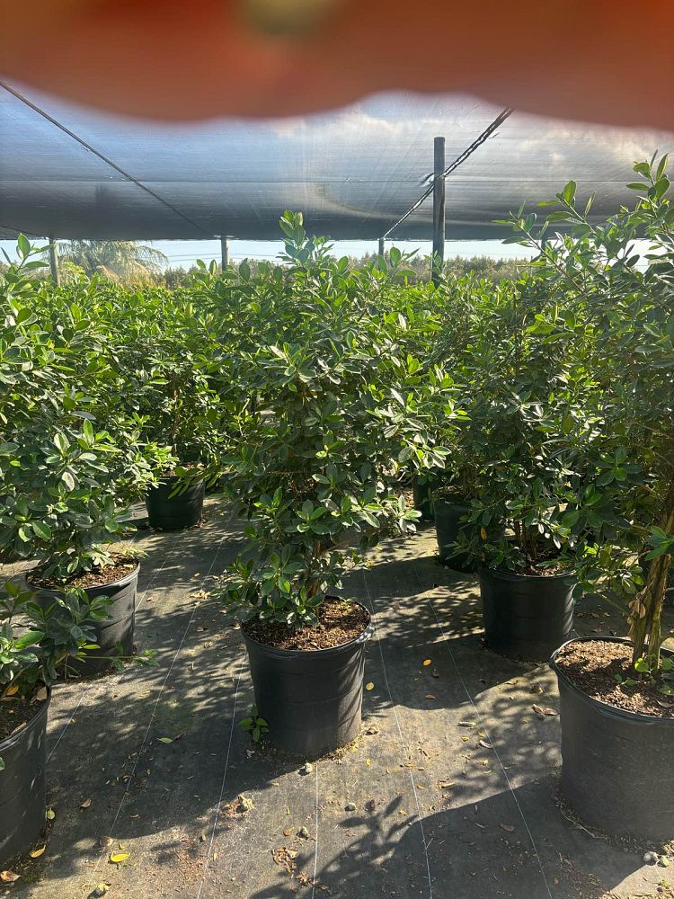 ficus-microcarpa-green-island-ficus-green-island