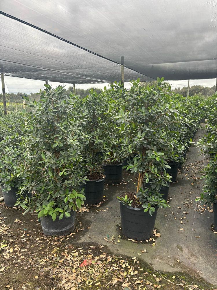 ficus-microcarpa-green-island-ficus-green-island