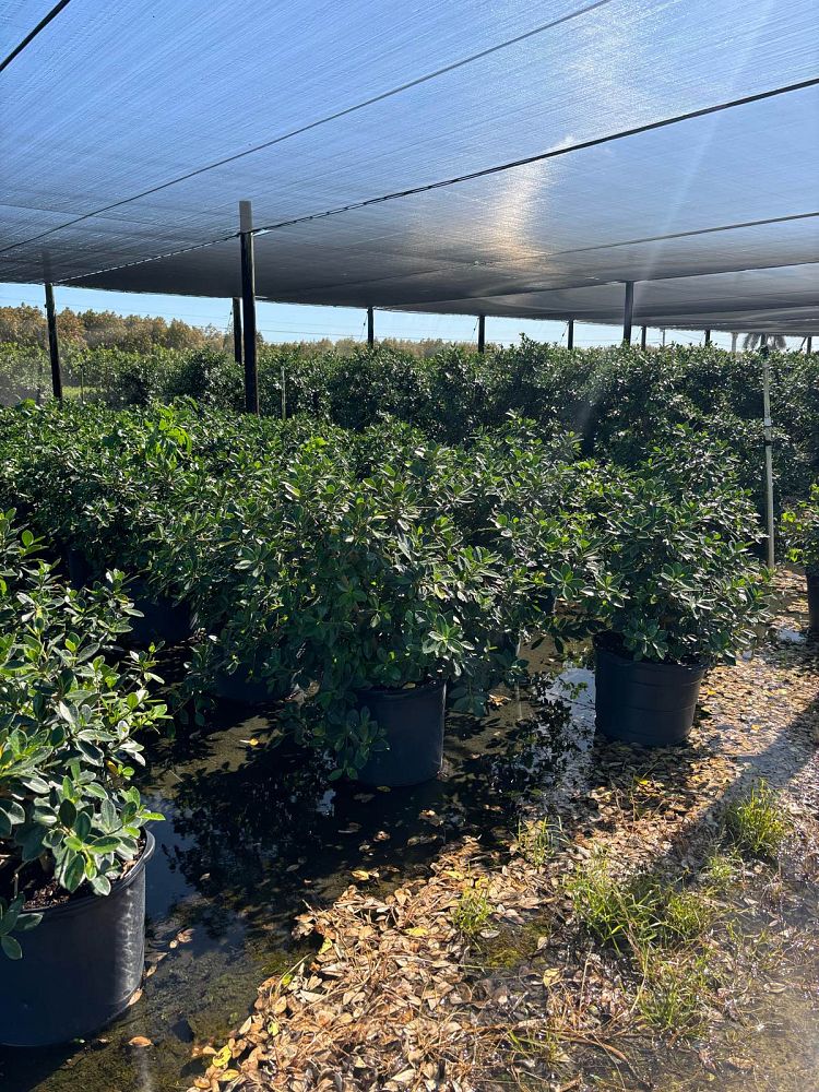 ficus-microcarpa-green-island-ficus-green-island