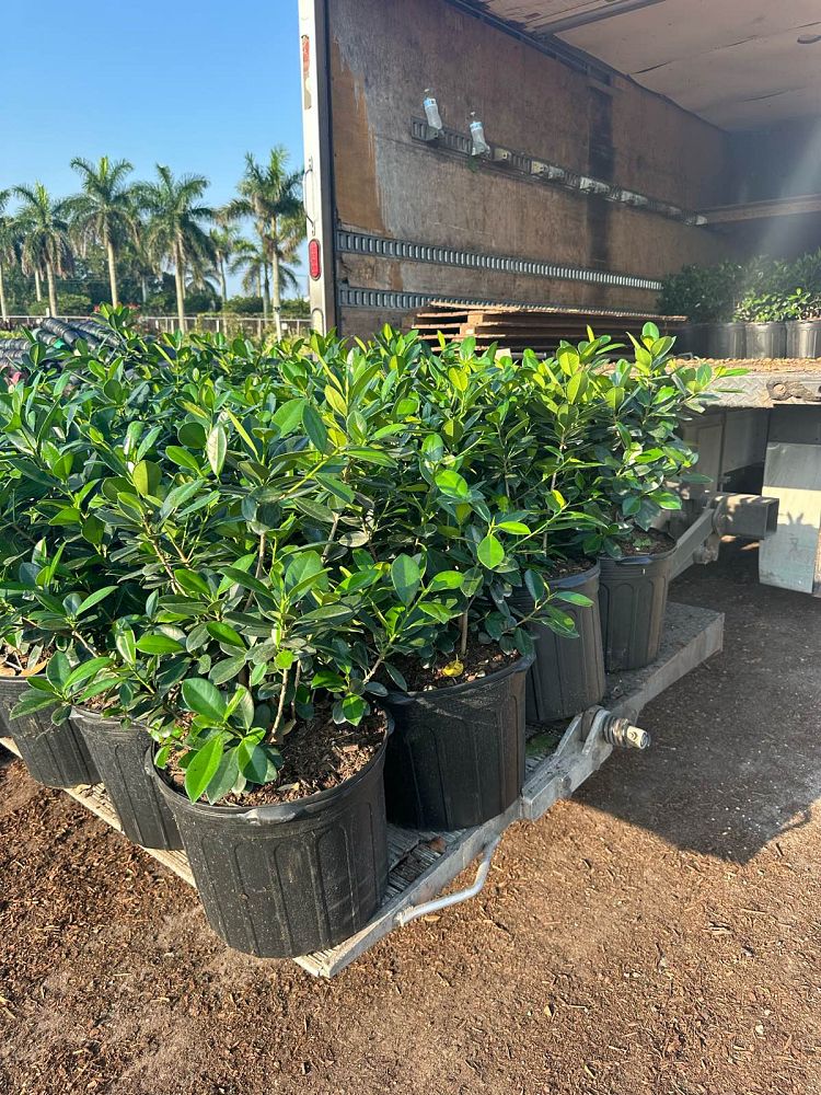 ficus-microcarpa-green-island-ficus-green-island