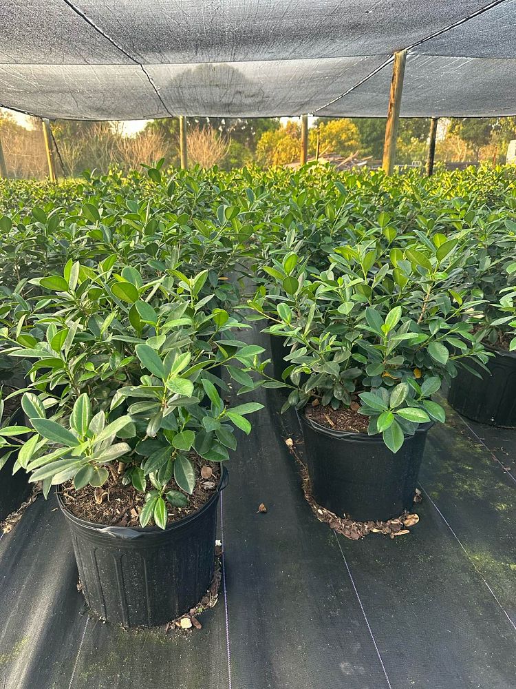 ficus-microcarpa-green-island-ficus-green-island