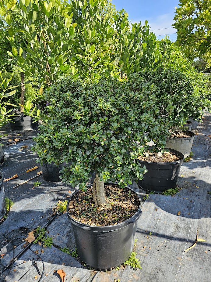 ficus-microcarpa-green-island-ficus-green-island
