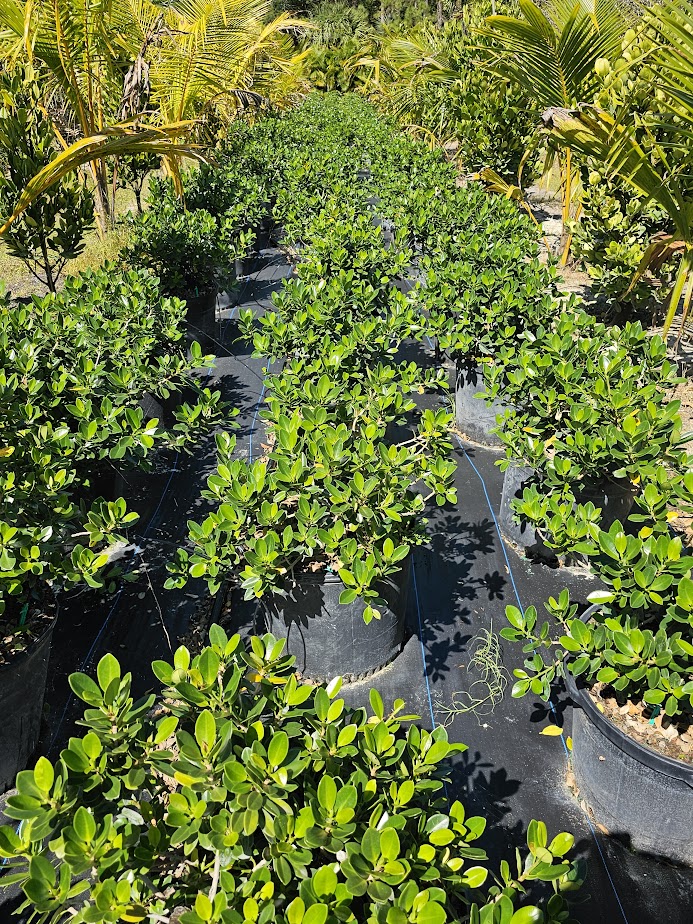 ficus-microcarpa-green-island-ficus-green-island