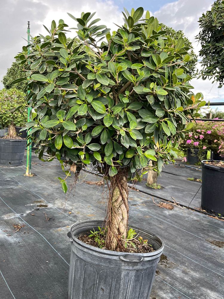 ficus-microcarpa-green-island-ficus-green-island