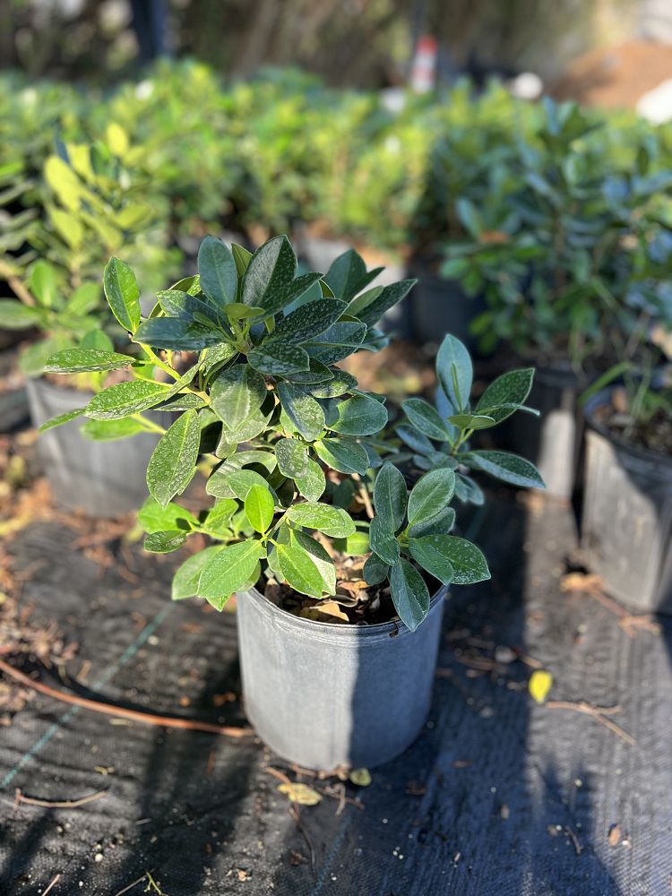 ficus-microcarpa-green-island-ficus-green-island