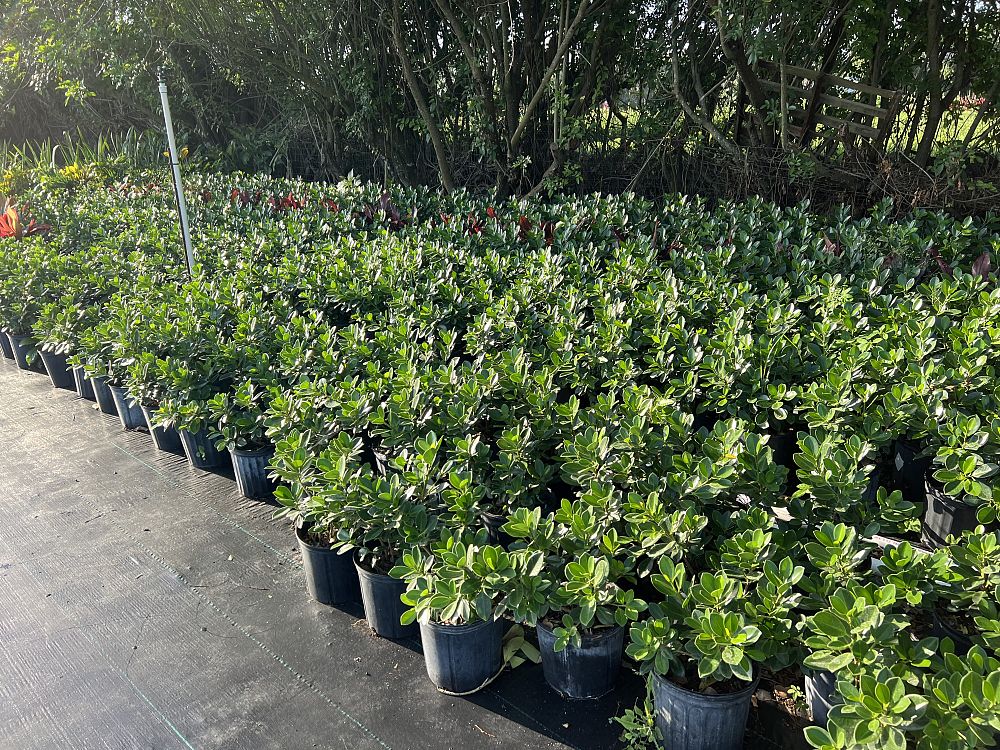 ficus-microcarpa-green-island-ficus-green-island