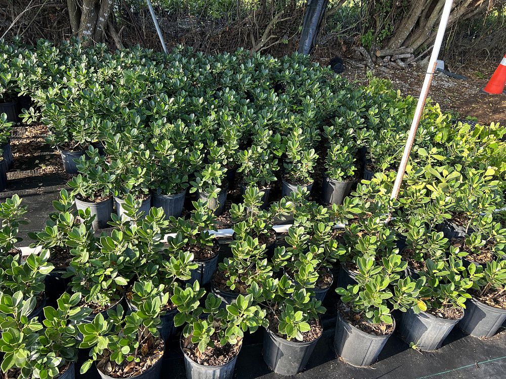 ficus-microcarpa-green-island-ficus-green-island