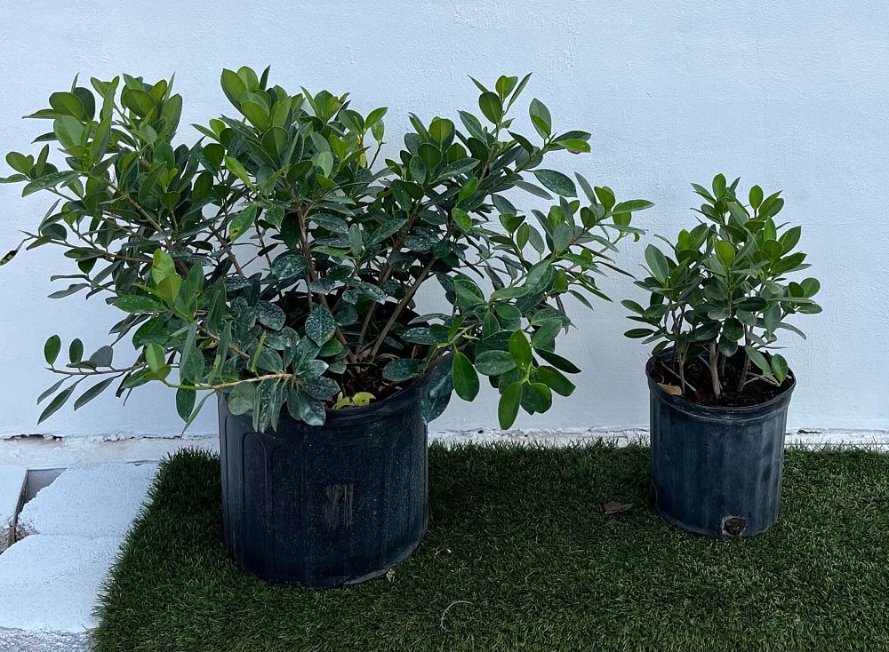 ficus-microcarpa-green-island-ficus-green-island