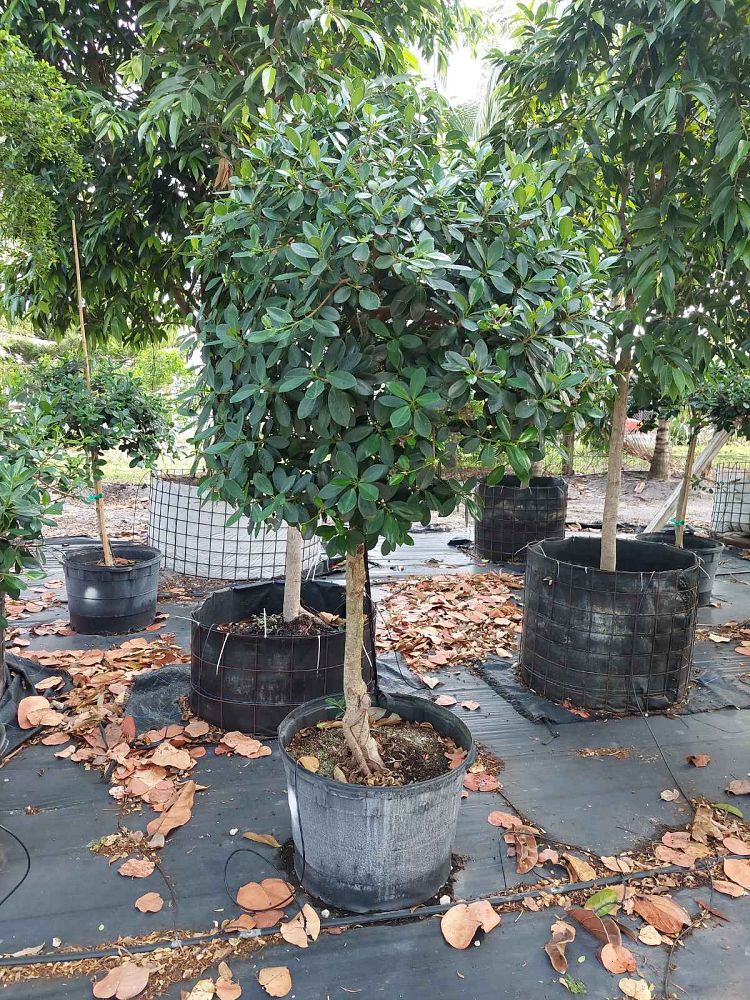 ficus-microcarpa-green-island-ficus-green-island