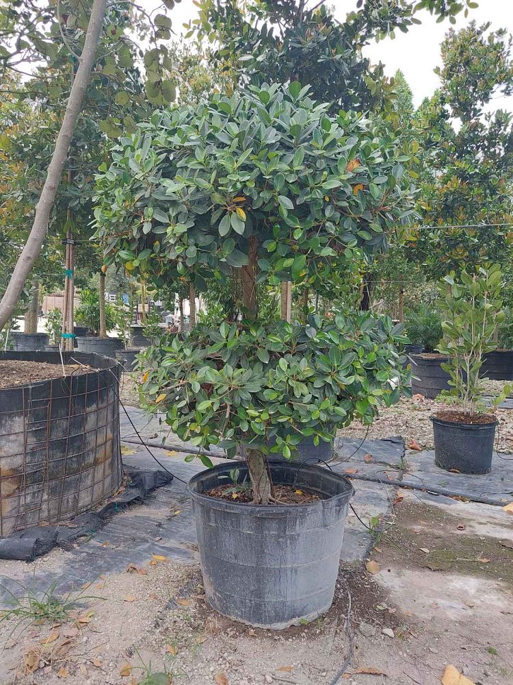 ficus-microcarpa-green-island-ficus-green-island