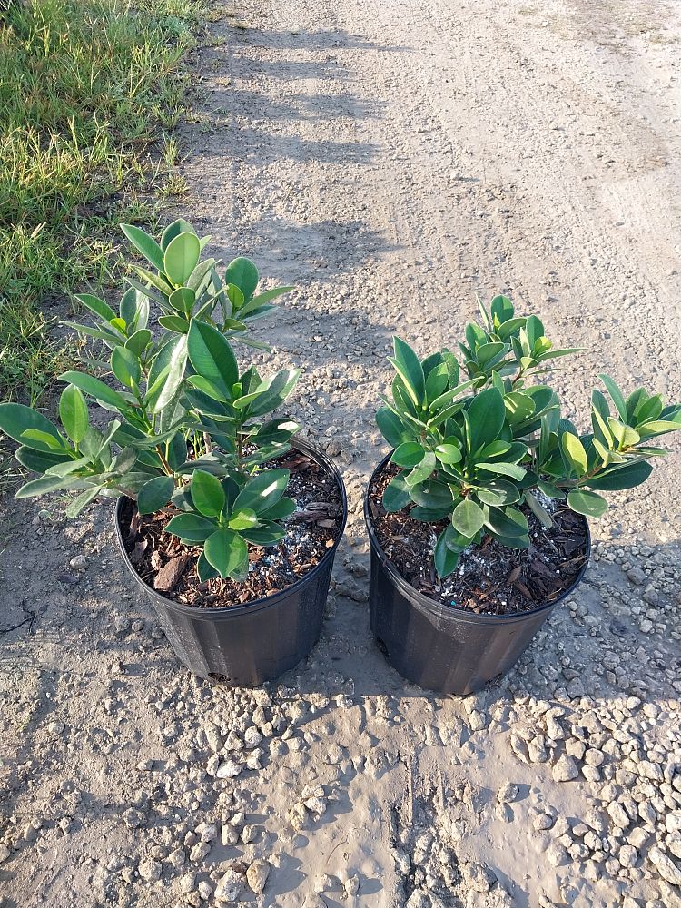 ficus-microcarpa-green-island-ficus-green-island