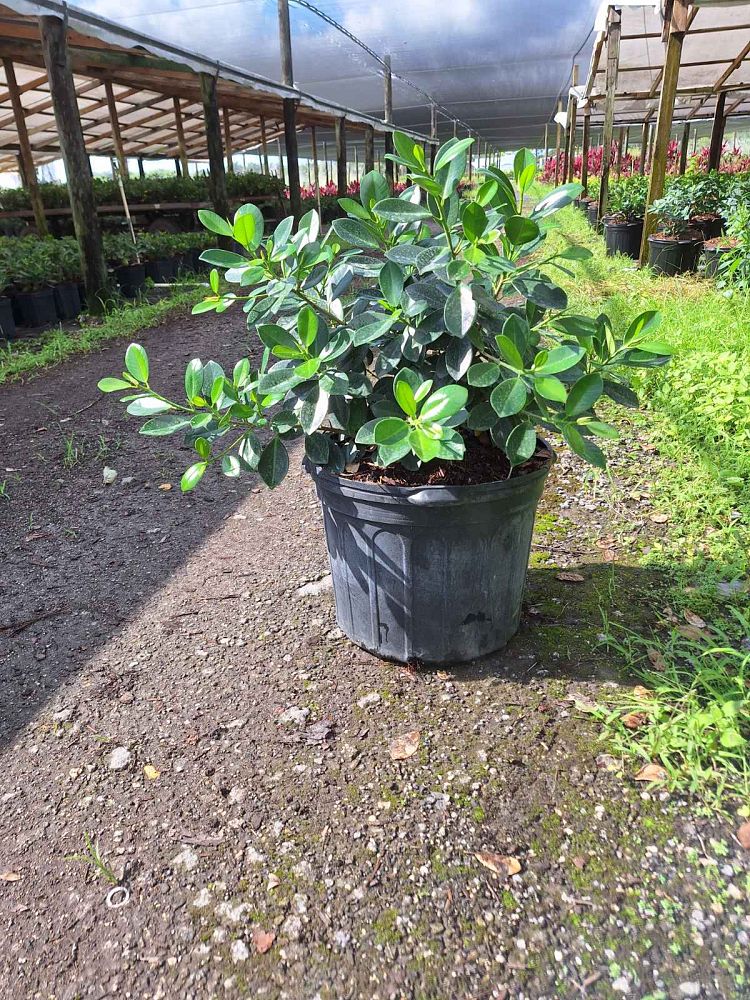 ficus-microcarpa-green-island-ficus-green-island